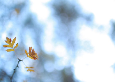 Photographie Nature Sauvage par Christiane Howe