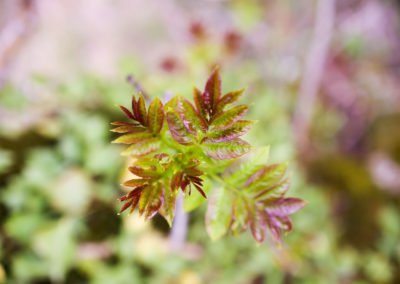 Photographie Nature Sauvage par Christiane Howe