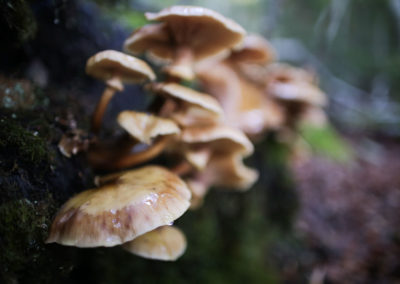 Photographie Nature Sauvage par Christiane Howe