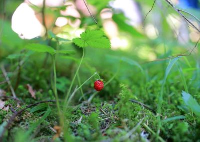 Photographie Nature Sauvage par Christiane Howe