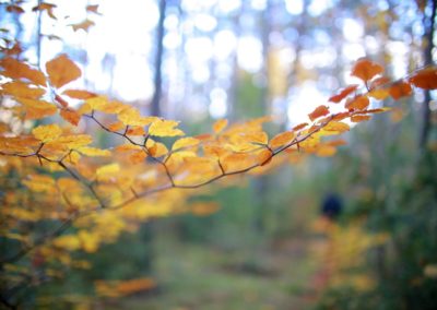 Photographie Nature Sauvage par Christiane Howe